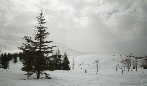 Trees on snow covered landscape against sky