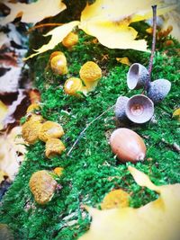 Close-up of mushrooms growing on rock