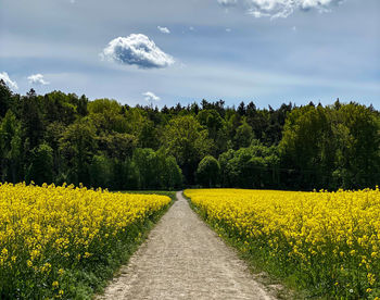 Scenic view of yellow flower trees on field against sky