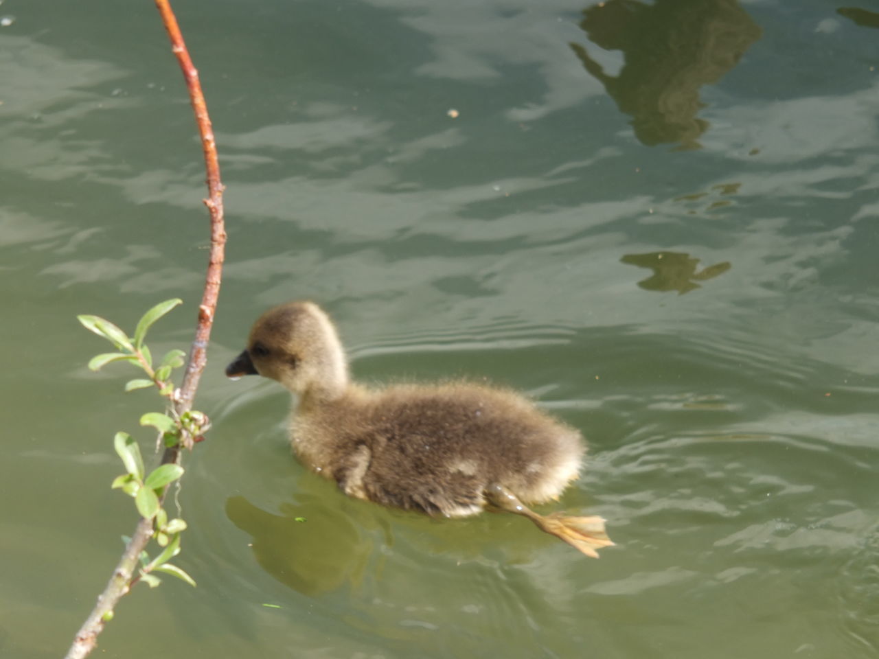 HIGH ANGLE VIEW OF BIRD IN LAKE