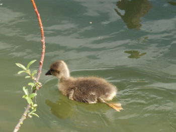 High angle view of mallard duck swimming in lake