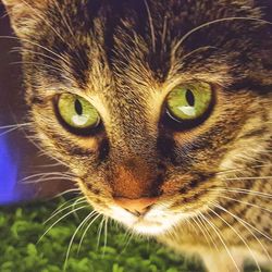 Close-up portrait of cat
