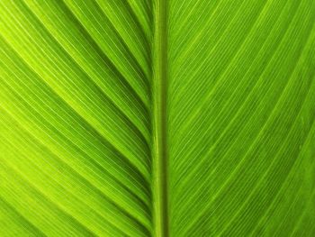 Full frame shot of bright green palm tree leaves