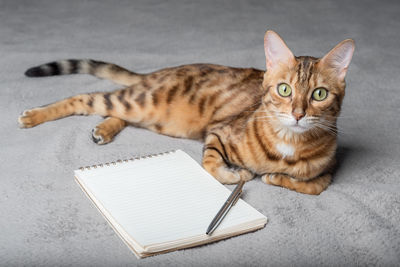 Bengal cat sits next to a white notepad and pen. copy space.