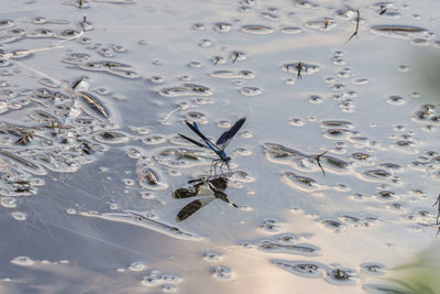 High angle view of insect on lake