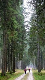 People walking in forest