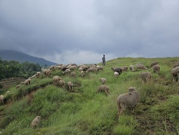 Rear view of man standing on mountain against sky