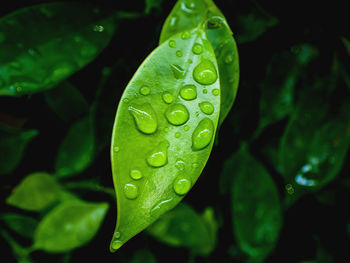 Close-up of raindrops on leaves