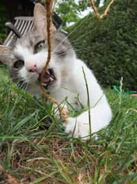 Portrait of a cat on field