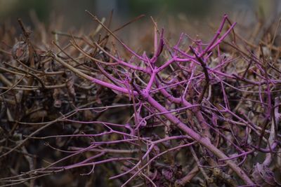Close-up of thistle flowers
