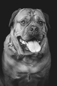 Portrait of dog