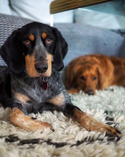 Close-up portrait of a dog