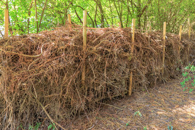 Stack of hay bales on field in forest