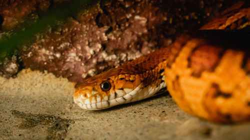Close-up of lizard