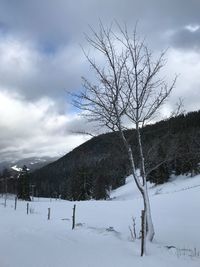 Bare tree on snow covered landscape against sky