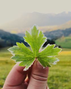 Close-up of hand holding plant