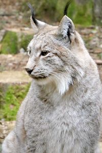 Close-up of lynx 