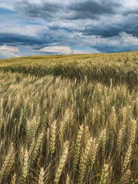 View of wheat field against cloudy sky