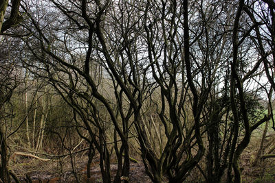 Low angle view of bare trees in forest
