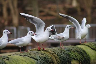 Close-up of seagulls perching on ground