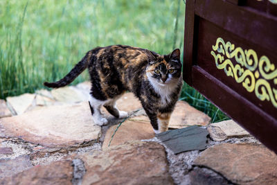 Cat on wood