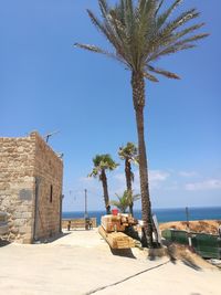 Palm trees on beach against clear blue sky