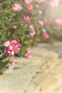 Close-up of pink flowers