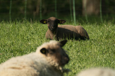 Side view of sheep at field