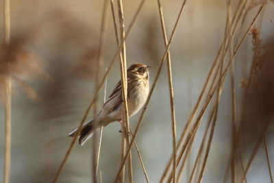 Close-up of a female reed bunting  on reeds