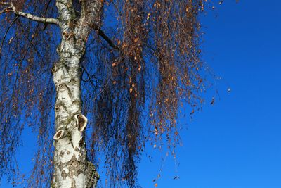 Low angle view of tree against clear blue sky