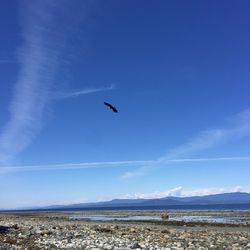 Birds flying in the sky