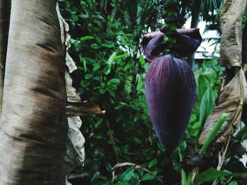 Close-up of purple flowering plant on land