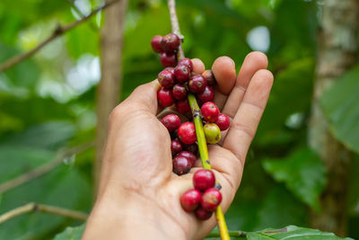 Close-up of hand holding fruits