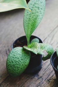 High angle view of potted plant on table