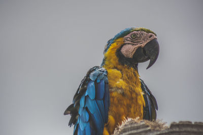 Close-up of a bird perching on the tree 