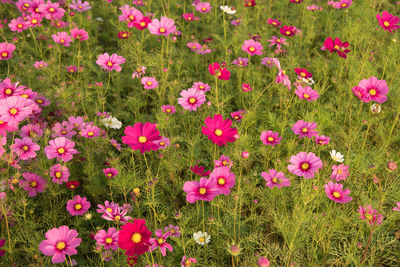 Close-up of pink flowering plants on field