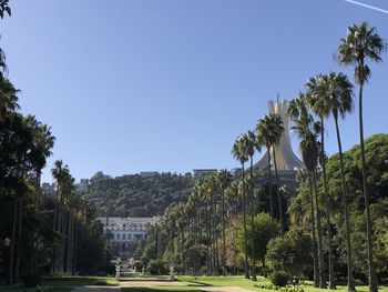 Palm trees against clear blue sky