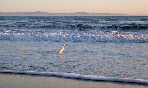 View of bird swimming in sea