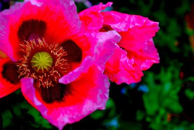 Close-up of hibiscus blooming outdoors