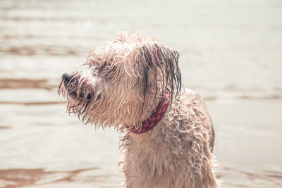 Close-up of dog looking at sea shore