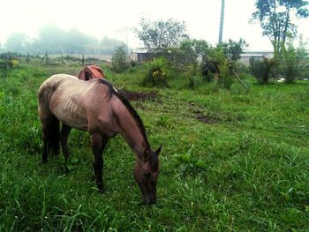 Horse grazing on grassy field