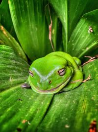 Close-up of green frog on leaf