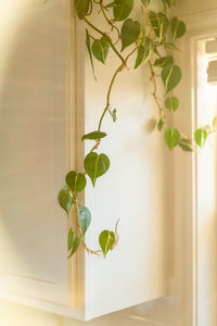 Close-up of potted plant against window at home