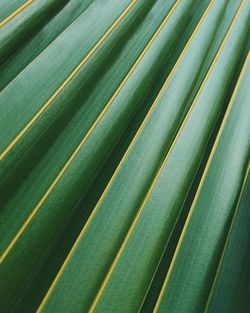 Full frame shot of palm leaves