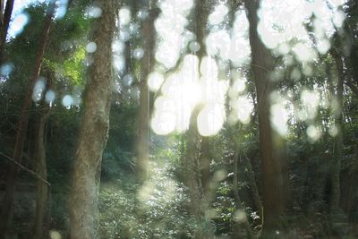 Low angle view of sunlight streaming through trees in forest