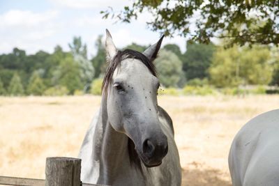 Close-up of horse in field