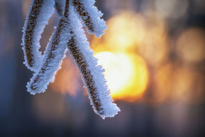 Branch with hoar frost with sun in background
