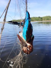 Close-up of bird against lake