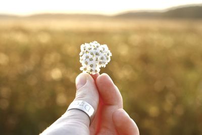 Close-up of hand holding white flower