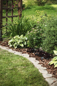 Plants growing in park